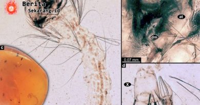 Fosil Nyamuk Tertua Dunia Cretosabethes primaevus: 99 Juta Tahun di Amber Myanmar, Evolusi Lambat yang Bikin Takjub