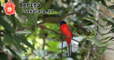 Hutan yang Ramai Kicau Burung Belum Tentu Sehat, Riset Ungkap Pentingnya Pohon Evolusi